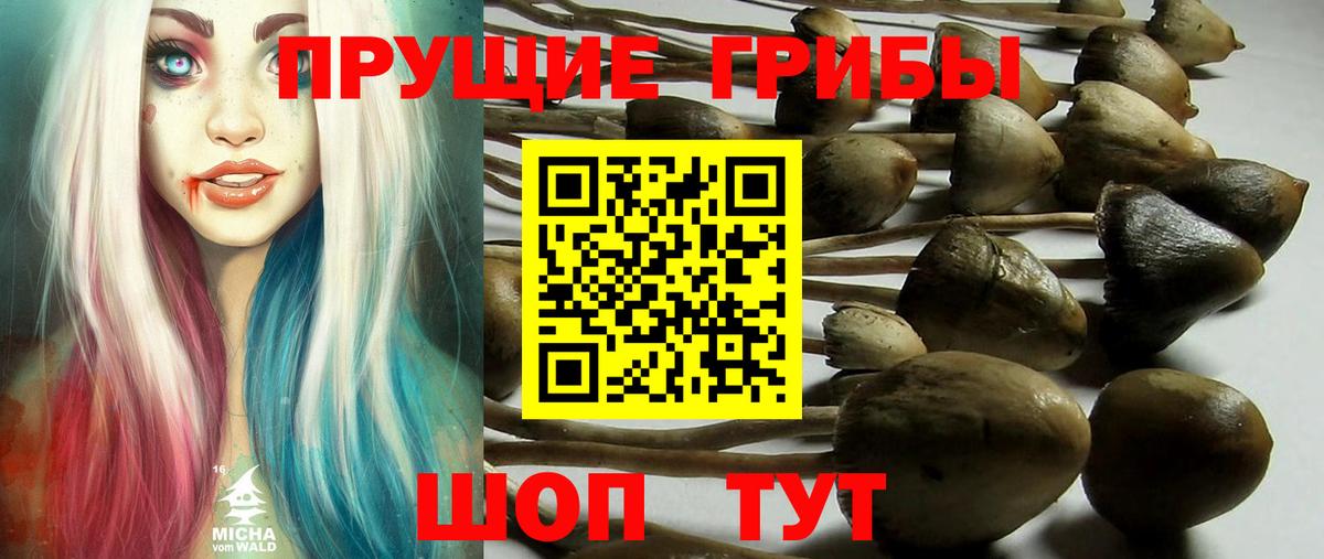 Котлас  Псилоцибиновые грибы Psilocybine cubensis  Вход с VPN 